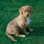 Nova Scotia Duck Tolling Retriever