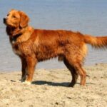 Nova Scotia Duck Tolling Retriever