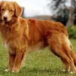 Nova Scotia Duck Tolling Retriever
