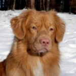 Nova Scotia Duck Tolling Retriever