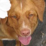 Nova Scotia Duck Tolling Retriever