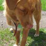 Nova Scotia Duck Tolling Retriever