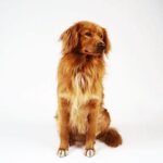 Nova Scotia Duck Tolling Retriever