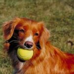 Nova Scotia Duck Tolling Retriever