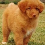 Nova Scotia Duck Tolling Retriever