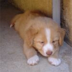 Nova Scotia Duck Tolling Retriever