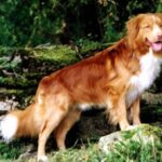 Nova Scotia Duck Tolling Retriever