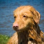 Nova Scotia Duck Tolling Retriever