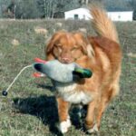 Nova Scotia Duck Tolling Retriever