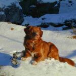 Nova Scotia Duck Tolling Retriever