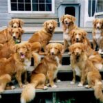 Nova Scotia Duck Tolling Retriever