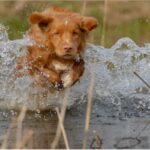 Nova Scotia Duck Tolling Retriever