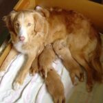 Nova Scotia Duck Tolling Retriever