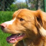 Nova Scotia Duck Tolling Retriever