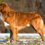 Nova Scotia Duck Tolling Retriever
