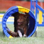 Nova Scotia Duck Tolling Retriever