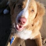 Nova Scotia Duck Tolling Retriever