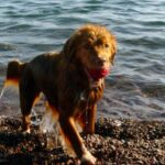Nova Scotia Duck Tolling Retriever