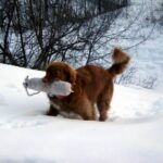 Nova Scotia Duck Tolling Retriever