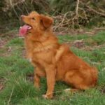 Nova Scotia Duck Tolling Retriever