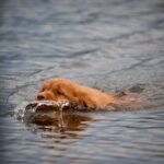 Nova Scotia Duck Tolling Retriever