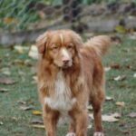 Nova Scotia Duck Tolling Retriever