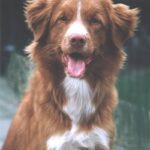 Nova Scotia Duck Tolling Retriever