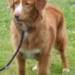 Sara fra Jeppetollern Kennel