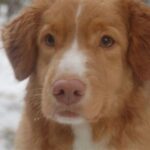 Fra Jeppetollern Kennel