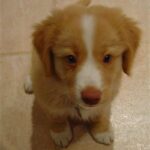 Nova Scotia Duck Tolling Retriever