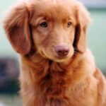 Nova Scotia Duck Tolling Retriever