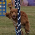 Nova Scotia Duck Tolling Retriever