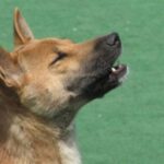 Ny-Guinea syngehund
