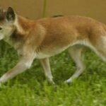 Ny-Guinea syngehund