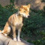 Ny-Guinea syngehund