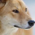 Ny-Guinea syngehund