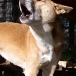 Ny-Guinea syngehund