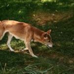 Ny-Guinea syngehund