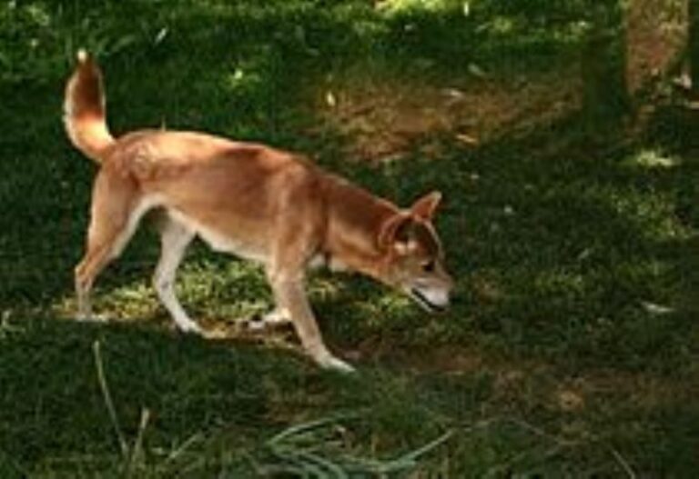 Ny-Guinea syngehund