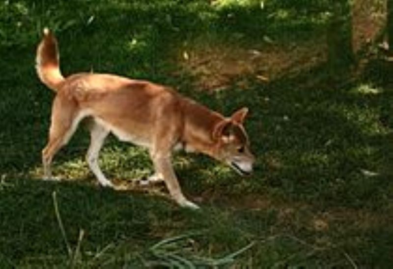 Ny-Guinea syngehund