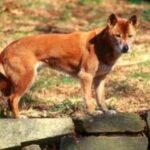 Ny-Guinea syngehund