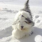 Old English Sheepdog