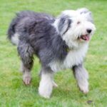 Old English Sheepdog