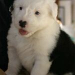 Old English Sheepdog