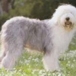 Old English Sheepdog