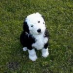 Old English Sheepdog