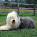Old English Sheepdog