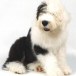 Old English Sheepdog
