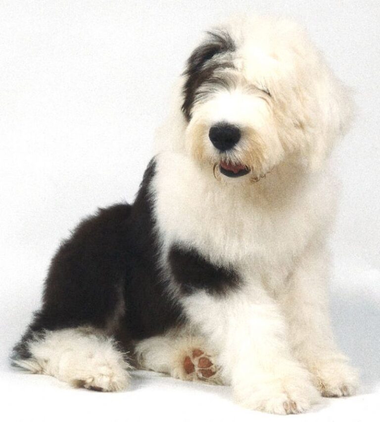Old English Sheepdog