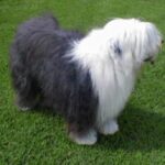 Old English Sheepdog